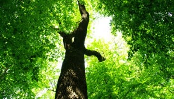 350x200green printing1