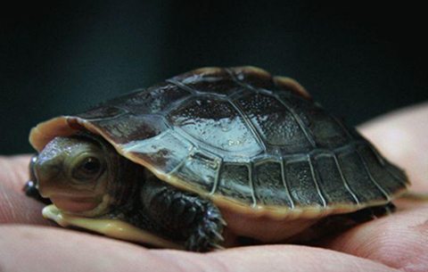 turtle - print media centr_